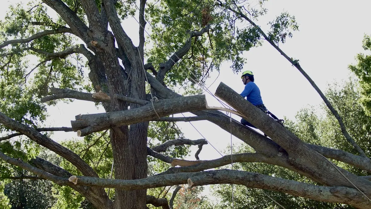 Professional Crown Thinning performed by certified arborists in Peck
